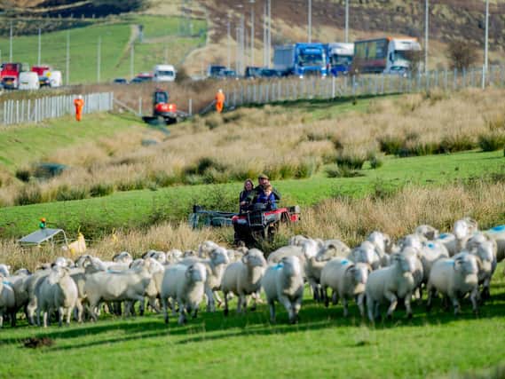 Jill Thorp and family at their famous farm in the middle of the M62 in 2017. She was concerned this week to hear of sheep in a nearby field almost being let onto the motorway as a result of thoughtless ramblers. Picture: James Hardisty