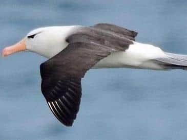 The albatross in flight photographed by James Davies