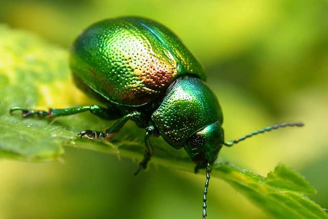 Known as the ‘jewel of York’ the rare and iridescent green coloured tansy beetle is an endangered species only found along the River Ouse in York and in The Fens. Photo credit: North Yorkshire County Council