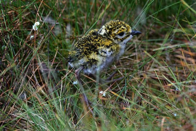 A golden plover chick on Middlesmoor