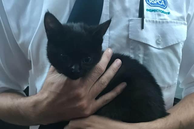 RSPCA Inspector Thomas Hutton attended and collected the 12-week-old female kitten.