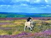 Rural communities should have the chance to shape their own destiny, a new report has said