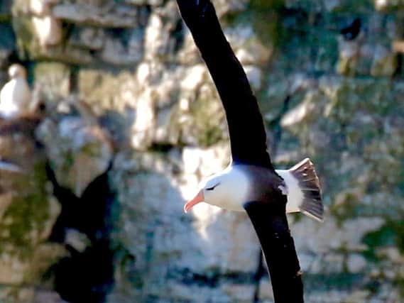An albatross has once again been spotted soaring over Bempton Cliffs, as police warn of the threat to East Yorkshire's marine wildlife.
Photo: Trevor Charlton