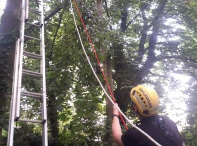 The cat was rescued by South Yorkshire Fire and Rescue today after it spent a week in a tall tree