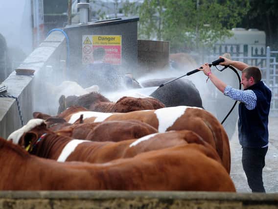Cows sprayed down at the Great Yorkshire Show in 2019. Picture: Simon Hulme.