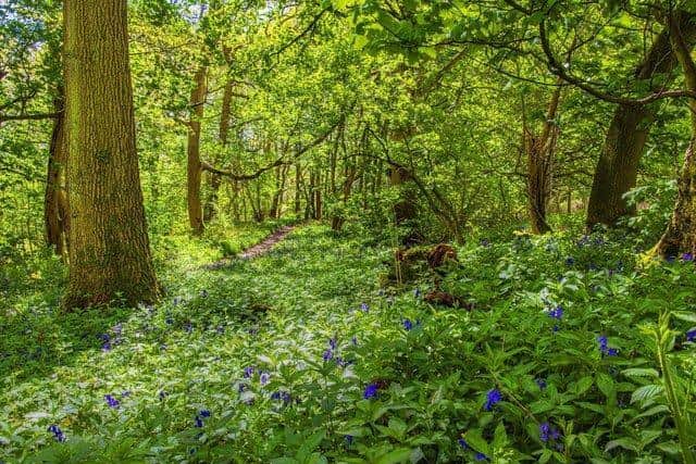 The Woodland Trust is hoping to plant thousands of trees in Yorkshire by 2025
