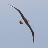 The albatross in flight (photo: Trevor Charlton)
