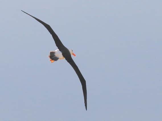 The albatross in flight (photo: Trevor Charlton)