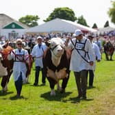 The Grand Cattle Parade in the Main Ring of the Great Yorkshire Show is set to be one of the highlights of this year's show, which begins on Tuesday next week and runs for four days for the first time in its history. (Photo: Yorkshire Agricultural Society)