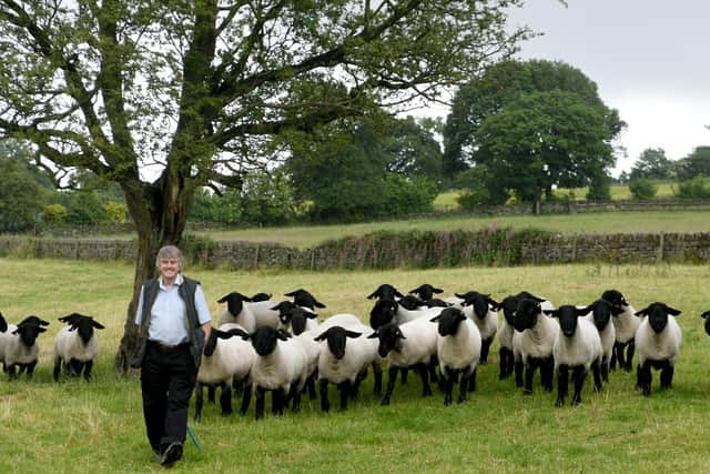 John Key with some of his flock of Suffolks