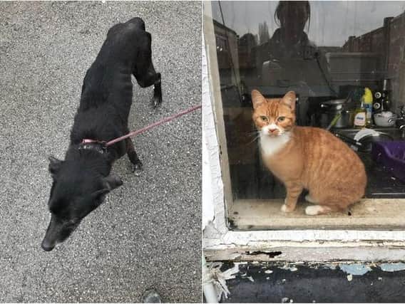 Jake and Ginge were found locked in a filthy house by RSPCA inspectors.