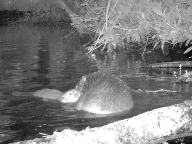 Undated handout photo of a Beaver kit and mother on the national Trust's Holnicote Estate in Somerset.