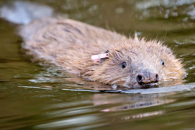 he once-native semi-aquatic mammals are making a return to Britain after being hunted to extinction for their fur, glands and meat in the 16th century