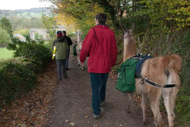 Nidderdale Llamas is a family-run trekking centre