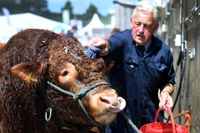 A Limousin Cow is washed down at the show. Writer: Simon Hulme