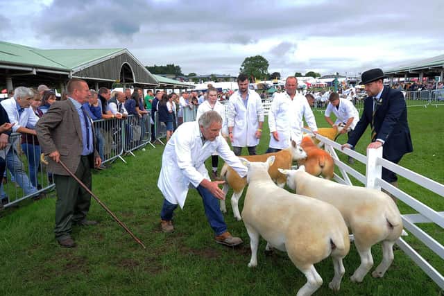 Texel Sheep are rounded up at the show. Writer: Simon Hulme