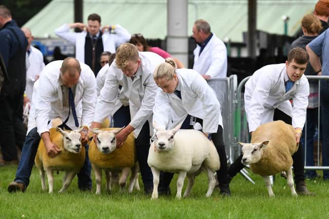 A sheep show at the Great Yorkshire Show.