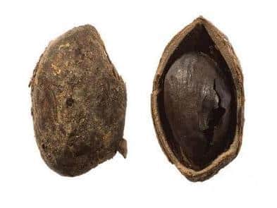 The excavation of a late 1st-century well at Fort Bridge yielded a wealth of well-preserved organic finds, including the earliest pistachio nut known in Britain