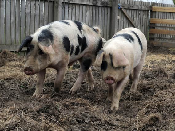 Gloucester Old Spot pigs. Picture: Tony Johnson.