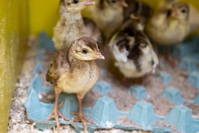 Peafowl chicks recently hatched at Newholme Farm in East Yorkshire, where farmer John Newsome breeds the unusual birds