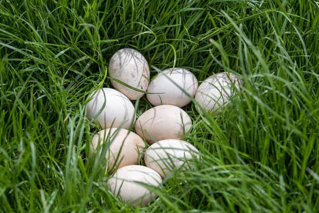 Peafowl eggs about to hatchat Newholme Farm in East Yorkshire, where farmer John Newsome breeds the unusual birds