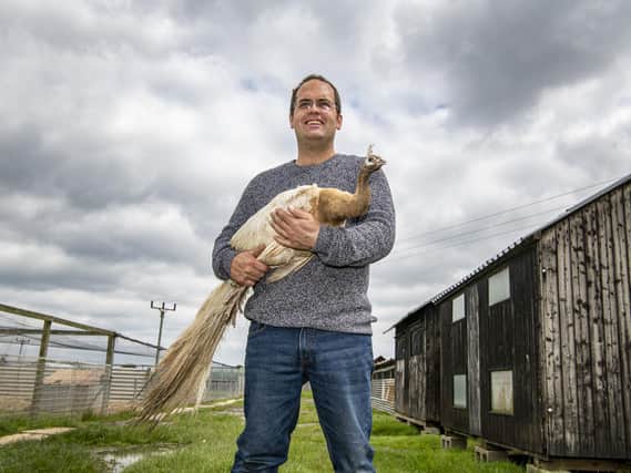 John Newsome, who breeds peafowl and owns an estimated 300 adult birds at Newholme Farm in East Yorkshire