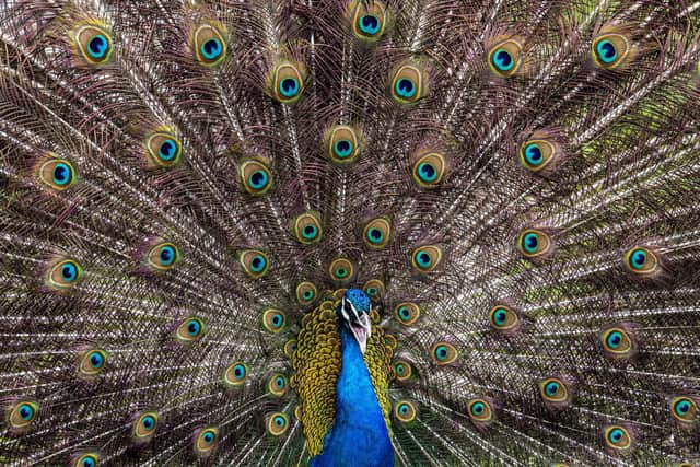 A male Indian peacock with its feathers splayed, pictured amidst breeding season at Newholme Farm in East Yorkshire