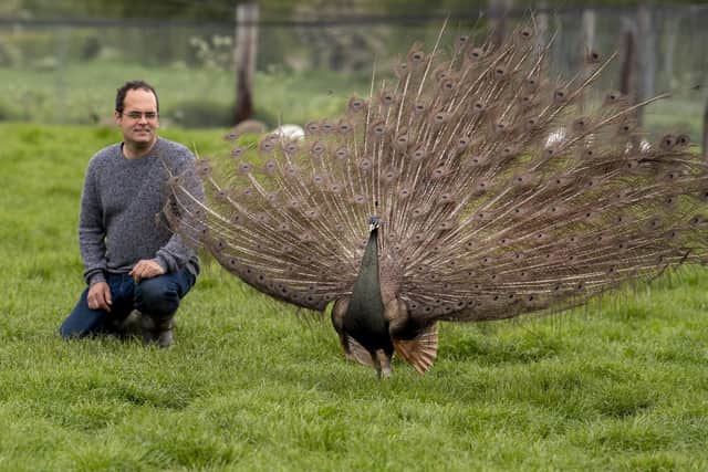 John Newsome, who breeds peafowl and owns an estimated 300 adult birds at Newholme Farm in East Yorkshire