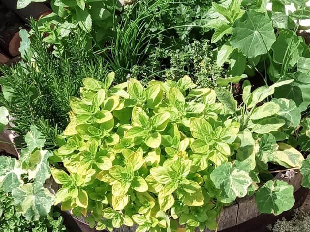 It's a good time to pick some of your herbs and freeze them for use later.