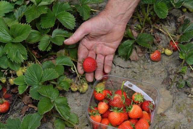 The great British tradition of Pick your Own strawberries has seen a huge resurgence this summer as families turn to more traditional pursuits. Picture : Jonathan Gawthorpe