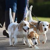 Pet theft laws could be set to change if Yorkshire leaders get their way
