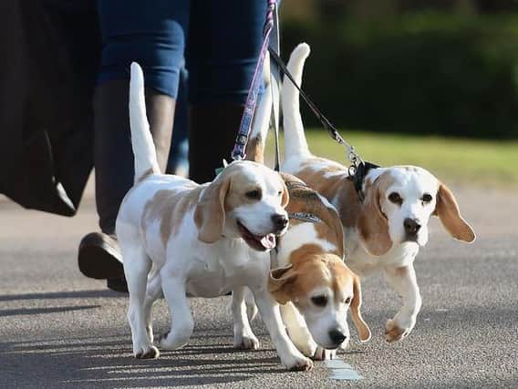Pet theft laws could be set to change if Yorkshire leaders get their way