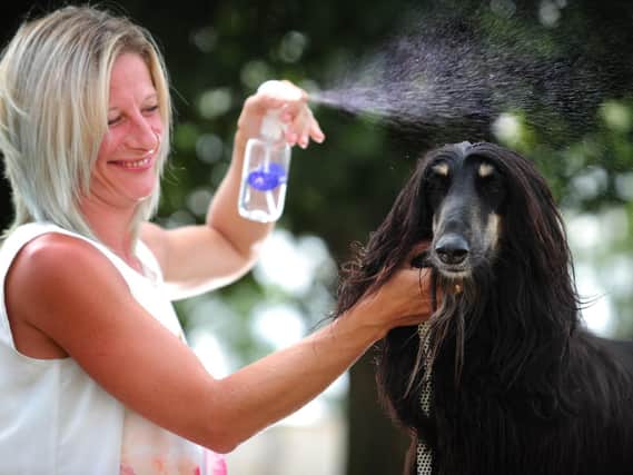 Dog being sprayed with water. (Pic credit: Simon Hulme)