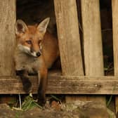 The foxes set up home in a garden in York