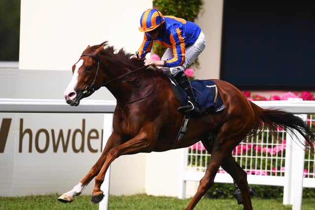 Showdown: Superstar filly Love takes on Derby victor Adayar in the King George VI & Queen Elizabeth Stakes at Ascot today. (Photo by Harry Trump/Getty Images)