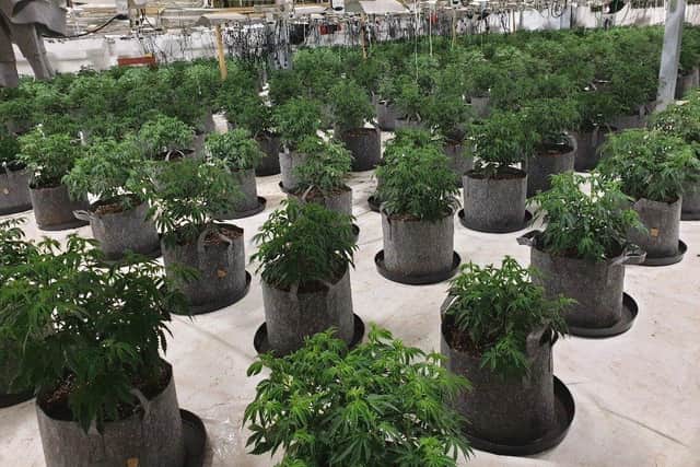 Generic image of a large cannabis farm as West Yorkshire Police hit out at criticism saying exactly why they spend time getting rid of them