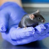 Scientists in Yorkshire say they have successfully reversed age-related memory loss in elderly mice
