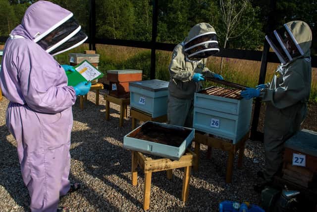 Harrogate and Ripon Bee keepers, Sarah Haynes, Ann Moller, and Elaine Remmer,  checking the bees at the RHS Harlow Carr Apiary