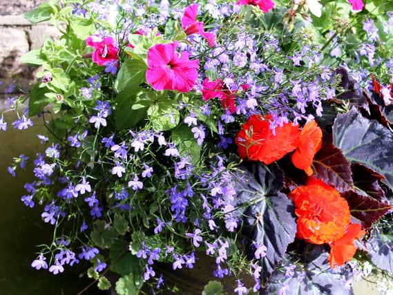 It's a good time to cut back growth in your hanging-baskets.