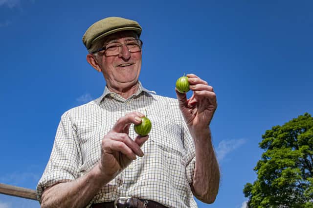 Egton Bridge gooseberry grower Bryan Nellist, a former world record holder, in his garden checking on his fruit for the nation's oldest surviving gooseberry show. Picture Tony Johnson