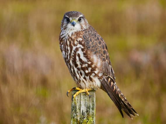 The falcon who nests on moorland is on the RSPB red list for conservation