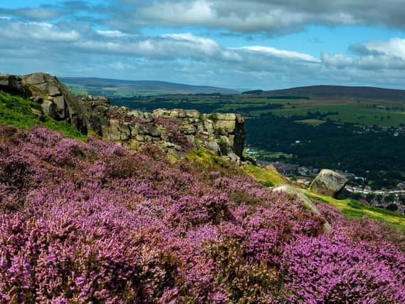 Flowering heather on Ilkley Moor over looking the Cow and Calf Rocks  Picture Bruce Rollinson
