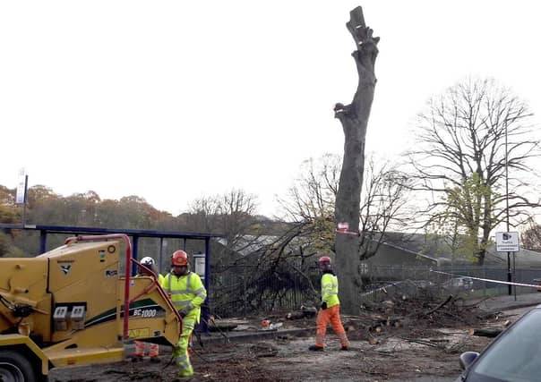 The Sheffield tree felling scandal continues to prompt much debate and discussion.