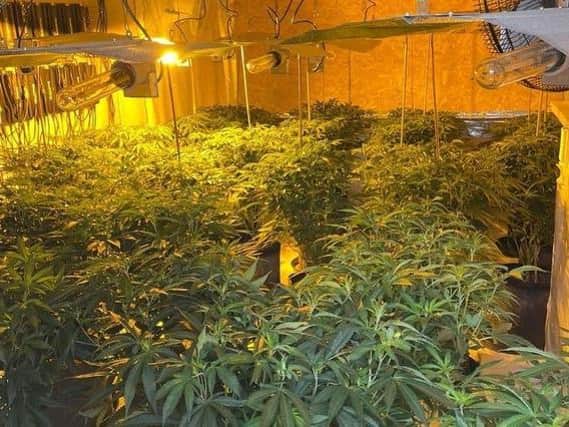The cannabis plants which police found in a village near Doncaster