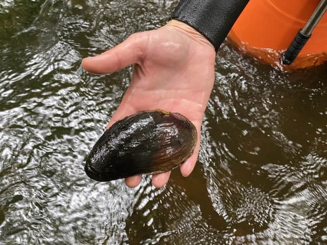 A freshwater pearl mussel from the River Esk