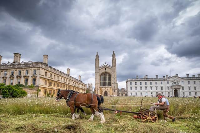 The Shire horses are an eco-friendly gardening solution