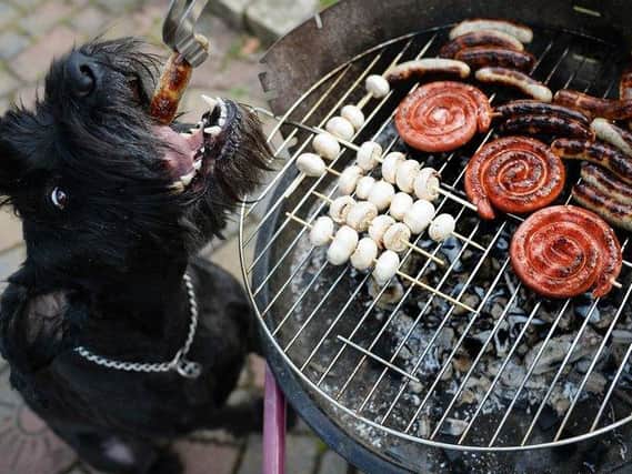 Bacon, chicken, salmon, and meat-free burgers are amongst the most harmful dishes that dogs can eat due to the high sugar levels, fats, and toxins that can be dangerous to dogs.