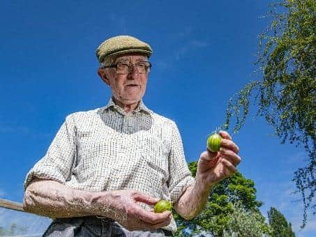 Bryan Nellist, 85, is a former champion of the show and has been growing the fruit for 65 years having bought his first bushes in 1956.