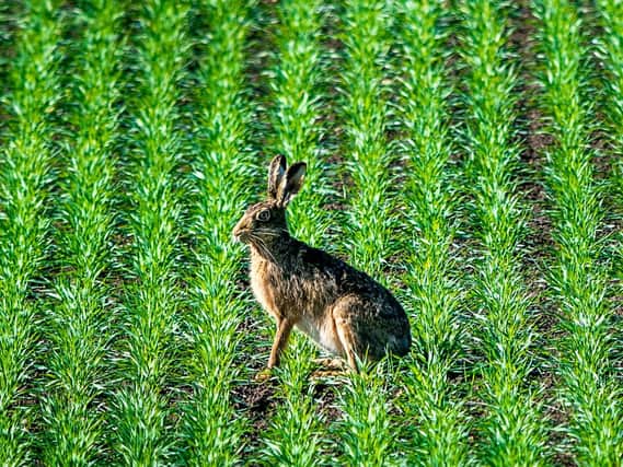 The UK has seen an 80 per cent decline in brown hares since the late 80s. Easily recognised for their long, black-tipped ears they can reach speeds of 45mph. Picture: James Hardisty
