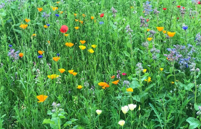 A wildflower patch. Picture: PA